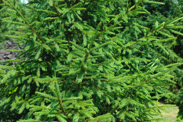 A close-up shot of a beautiful evergreen tree in nature