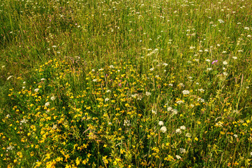 Barrowburn Hay Meadows in detail.  The upland Hay Meadows of Northumberland National Park in the...