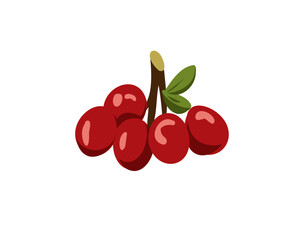 Cherry branch isolated on white background, vector illustration