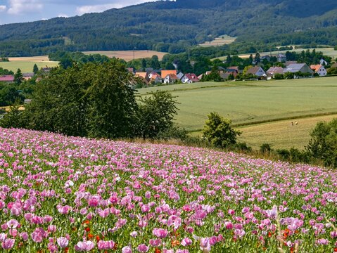 Poppy field in Germerode on the Hoher Mei&szlig;ner