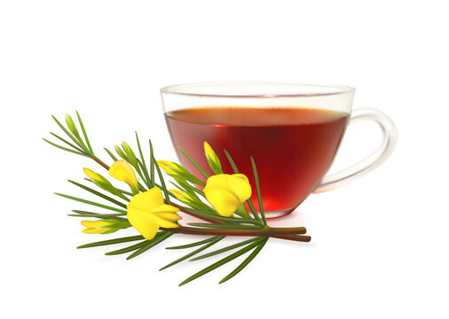 Rooibos tea cup and redbush plant. Natural herbal red tea, asian hot drink 3d realistic vector transparent glass cup, isolated rooibos plant branch with leaves and yellow flowers