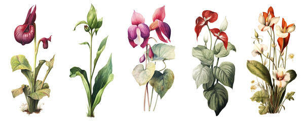 Botanical illustration of flower or floral plant, vintage art design and retro graphic for poster or wallpaper print in AI generative