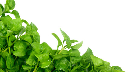 fresh watercress vegetable. healthy food concept