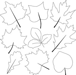 Autumn leaves in vector for design patterns, cards, invitations, web design. fall vector