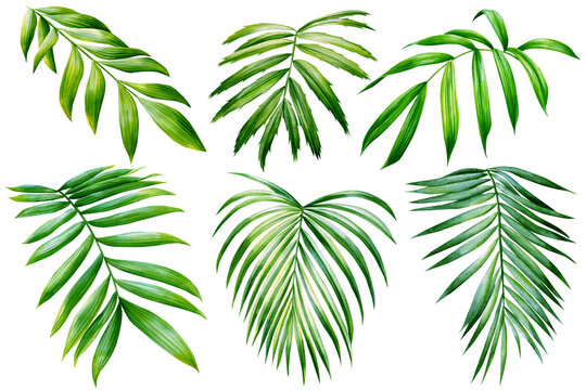 Green palm leaves on isolated white background botanical illustration, tropical flora hand drawing. Set watercolor plant