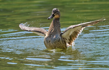 Stockente (Anas platyrhynchos) Weibchen mit ausgebreiteten Flügeln beim Baden nach dem Putzen - Baden-Württemberg, Deutschland