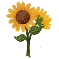 sunflower on a white