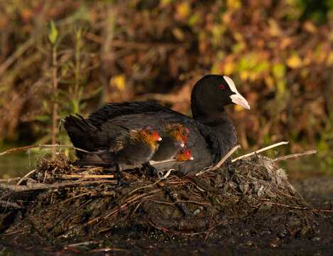 folaga al nido con i suoi tre piccoli appena nati