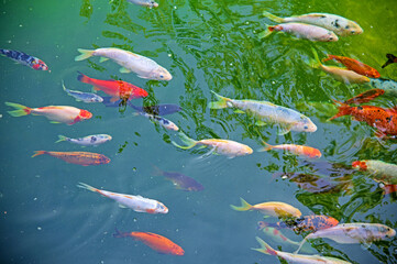 Red, black, white, pockmarked, koi in the city zoo pond
