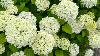 満開の白いあじさい