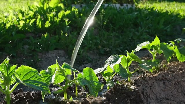 Jet of water pours on cucumber seedlings in garden bed. Gardener is tending to plantings by giving its good soak with watering pot. Selective focus. Slow motion.