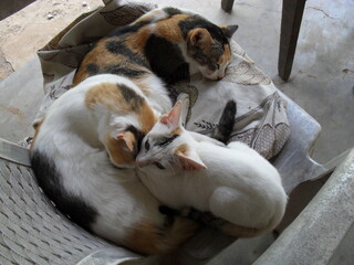cats sleeping together