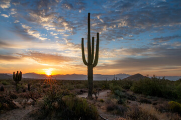Arizona Desert Sunrise With Sun Rays & Saguaro Cactus