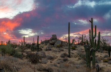 Naklejka na ściany i meble Arizona Desert Sunrise With Saguaro Cactus & Boulders