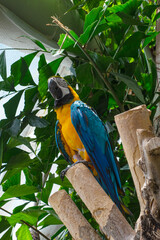 Close up of African Gray Parrot with brown background