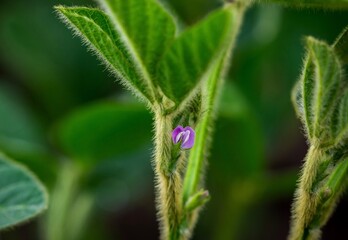 Soybean leaves and flower