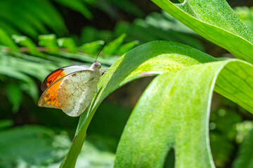 Macro shots, Beautiful nature scene. Closeup beautiful butterfly sitting on the flower in a summer garden.