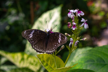 Macro shots, Beautiful nature scene. Closeup beautiful butterfly sitting on the flower in a summer garden.