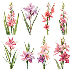 Watercolor gladiolus set. Generative Ai - obrazy, fototapety, plakaty
