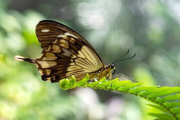 Macro shots, Beautiful nature scene. Closeup beautiful butterfly sitting on the flower in a summer garden.