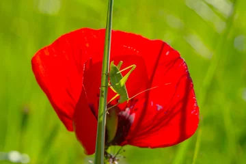 Poster Beautiful Grasshopper macro in green nature  © blackdiamond67