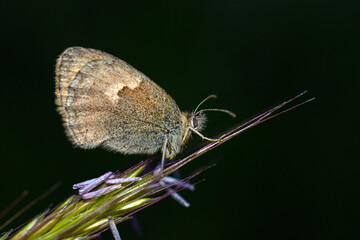 Macro shots, Beautiful nature scene. Closeup beautiful butterfly sitting on the flower in a summer garden.