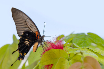 Macro shots, Beautiful nature scene. Closeup beautiful butterfly sitting on the flower in a summer garden.