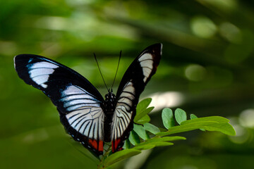 Macro shots, Beautiful nature scene. Closeup beautiful butterfly sitting on the flower in a summer garden.