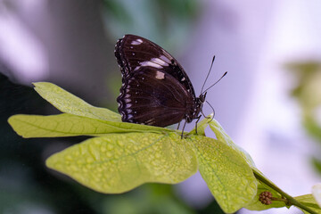 Macro shots, Beautiful nature scene. Closeup beautiful butterfly sitting on the flower in a summer garden.