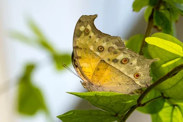 Keuken spatwand met foto Macro shots, Beautiful nature scene. Closeup beautiful butterfly sitting on the flower in a summer garden. © blackdiamond67