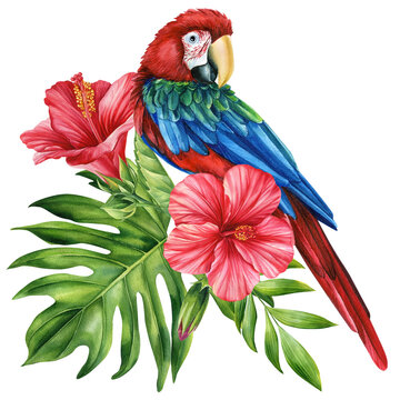 Beautiful tropical bird. Macaw red parrot, flowers and leaf in isolated background. Watercolor illustration hand drawing