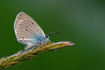 Macro shots, Beautiful nature scene. Closeup beautiful butterfly sitting on the flower in a summer garden.