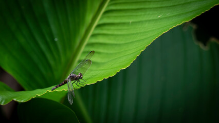 dragonfly on a large leaf