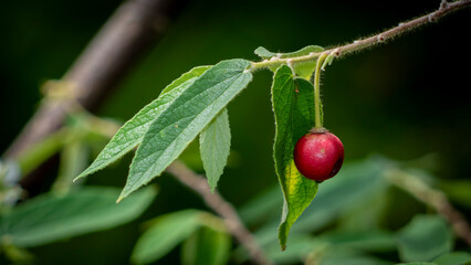 close up of a red currant