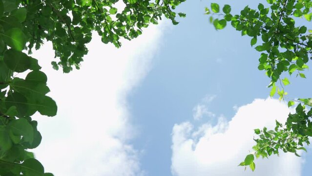 Blue sky with white clouds framed by green leaves on the edges of the frame 