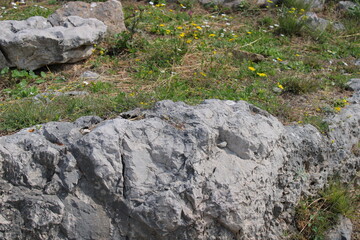 Natura greca nei pressi delle rovine