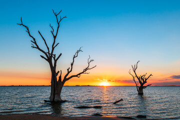 Fototapeta na wymiar Lake Bonney trees silhouettes growing out of the water at sunset, Riverland, South Australia
