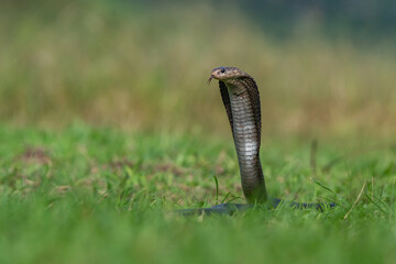 Javan spitting cobra naja sputatrix on grass field, spreading hood, natural bokeh background 