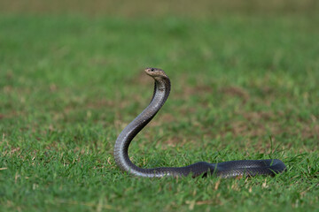 Fototapeta premium Javan spitting cobra naja sputatrix on grass field, spreading hood, natural bokeh background 