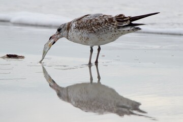 ring-billed gull bird on the beach shoreline eating a fish