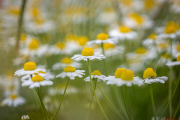 A close up of chamomile flowers in summertime, with a shallow depth of field
