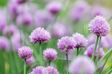Allium schoenoprasum, commonly known as chives, in bloom in late spring