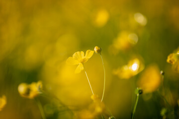 Pretty buttercups in the spring sunshine, with selective focus