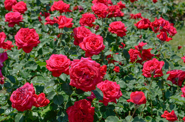 Fototapeta na wymiar Red roses in summer garden. Rosarium.