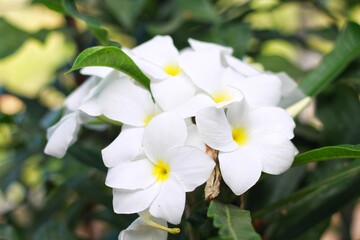 Close up of beautiful white Bridal Bouquet, Plumeria pudica flower with water drops, copy space