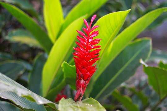 Alpinia purpurata, red ginger, also called ostrich plume and pink cone ginger
