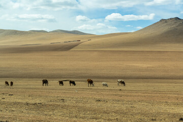 Obraz premium Wildlife on Highway road in Central Mongolia