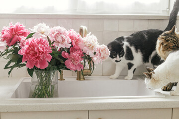 Cute cats and beautiful peonies in sink on background of brass faucet and white counter in new...