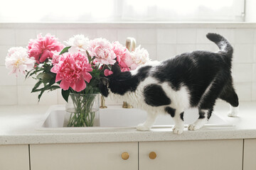 Cute cat smelling beautiful peonies in sink on background of brass faucet and white counter in new scandinavian house. Pet and pink peony flowers in modern kitchen interior
