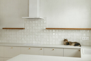 Cute tabby cat lying on granite countertop on background of modern white kitchen cabinets with brass details in new scandinavian house. Pet and stylish kitchen interior. Minimal kitchen design